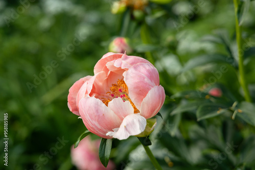 Fototapeta Naklejka Na Ścianę i Meble -  Herbaceous peony Coral charm in flowers garden