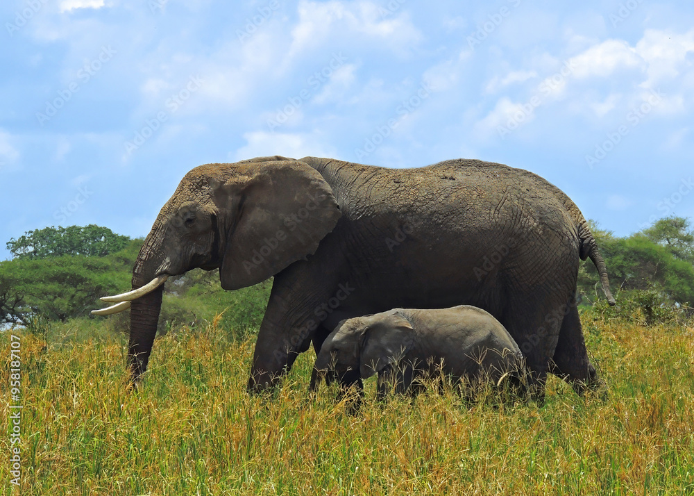 Fototapeta premium a mother elephant with her baby, walking in the savanna on a sunny day on safari in tarangire national park, tanzania, africa 