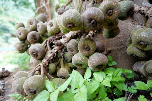 Fig tree, Nilgiris, Tamil Nadu, India photo