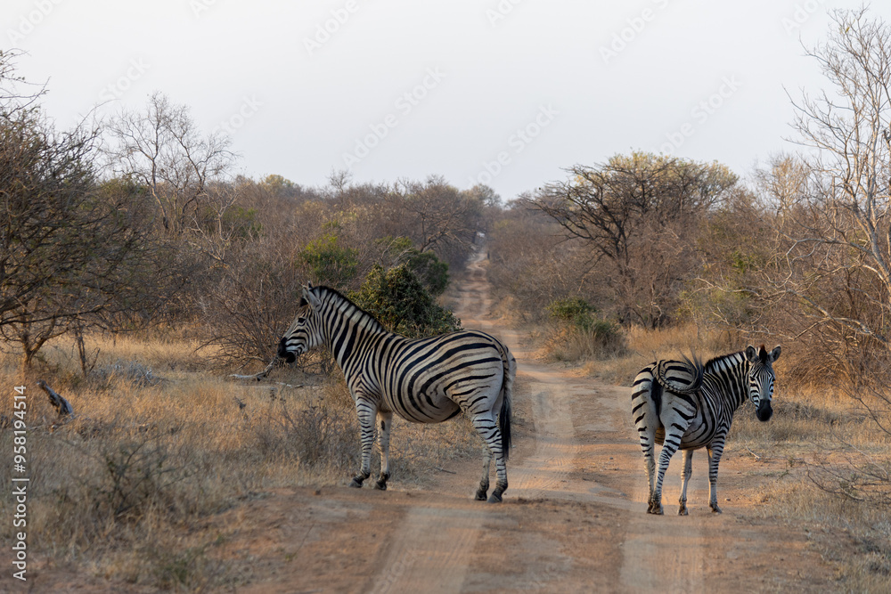 Obraz premium Zebras auf der Straße