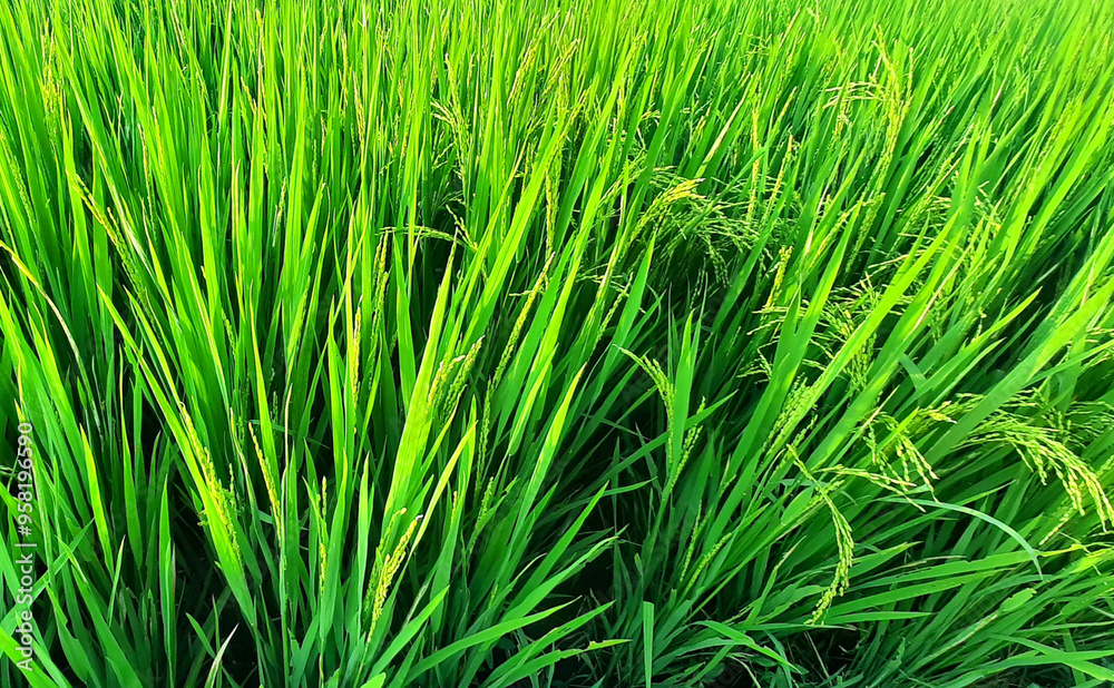 Rice plants with bright green leaves and already starting to bear bright fruit fill the frame. Agricultural crops Rice plants with bright green leaves and already starting to bear bright fruit fill the frame. Agricultural crops