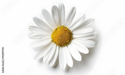 One white daisy flower isolated on white background. Flat lay, top view. Floral pattern, object. 