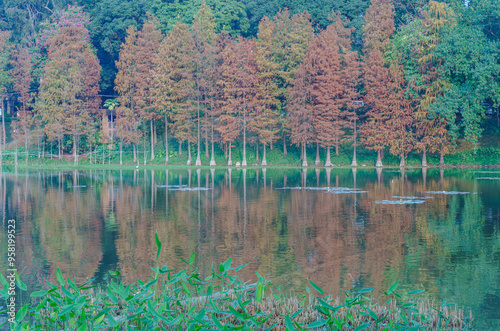 The leaves of the lakeside larch trees in Guangzhou's Luhu Park are red photo