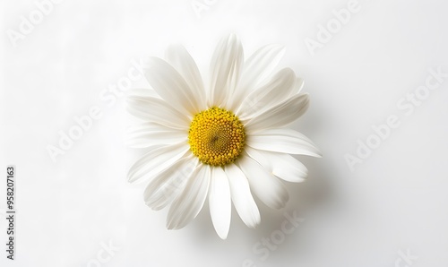 One white daisy flower isolated on white background. Flat lay, top view. Floral pattern, object. 