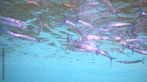 Crocodile needle fish swimming above shallow coral reef - Schooling crocodile needle fish underwater photo