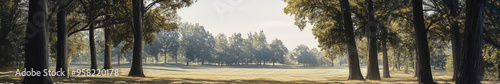 Asian landscape, tall ancient trees, broad canopies, clear blue sky, soft white clouds, no orange sunlight, neutral daylight, peaceful, harmonious, serene, nature, open land, no buildings photo