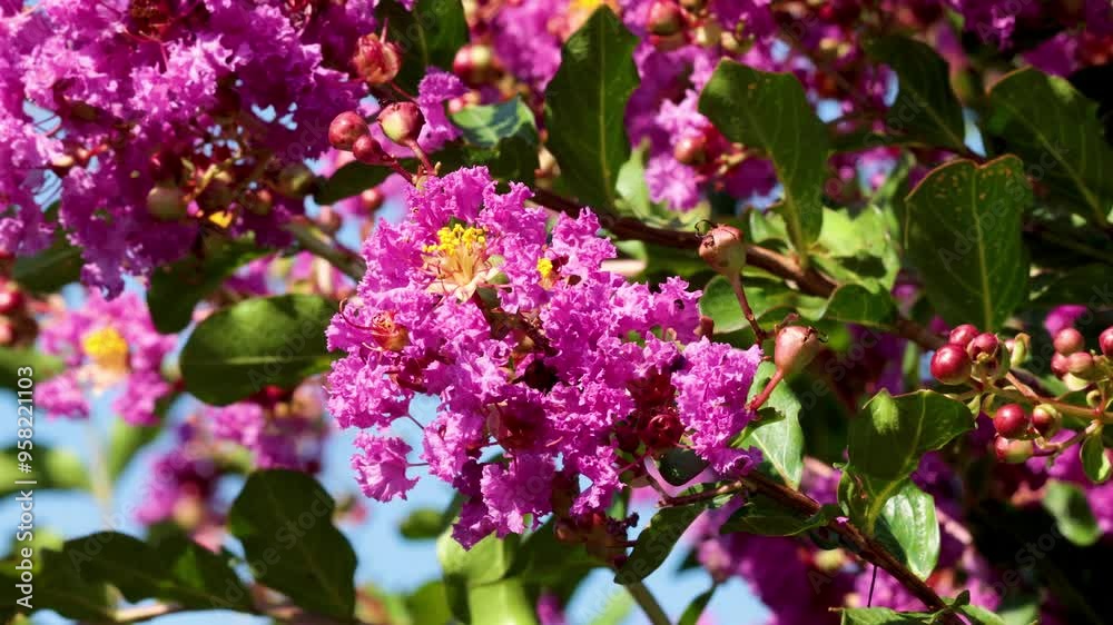 Bee Pollinating Inthanin Flowers in Turin Bee Pollinating Inthanin Flowers in Turin