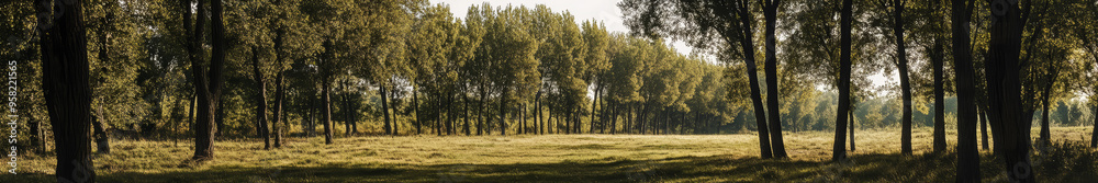 Fototapeta premium A serene landscape in an Asian region, featuring numerous tall, ancient trees with broad canopies spread across the scene. The trees are large and majestic, creating a sense of tranquility and natural