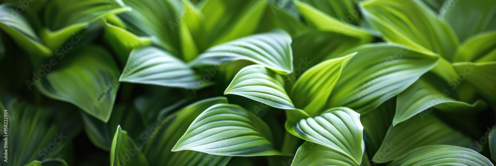 Obraz premium Lush green leaves create vibrant and refreshing atmosphere, showcasing natures beauty.