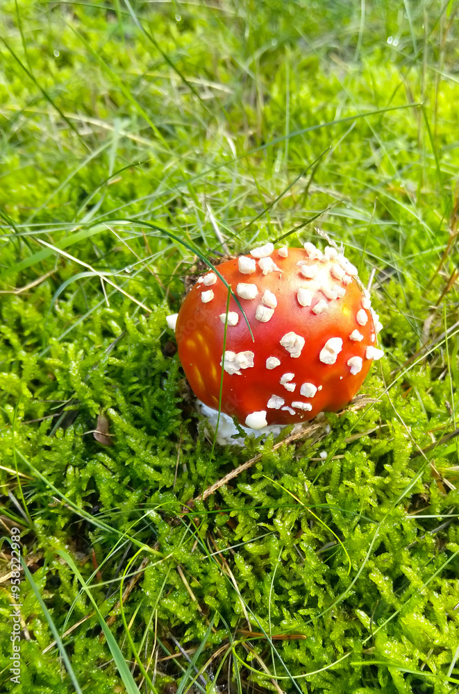 fly agaric mushroom