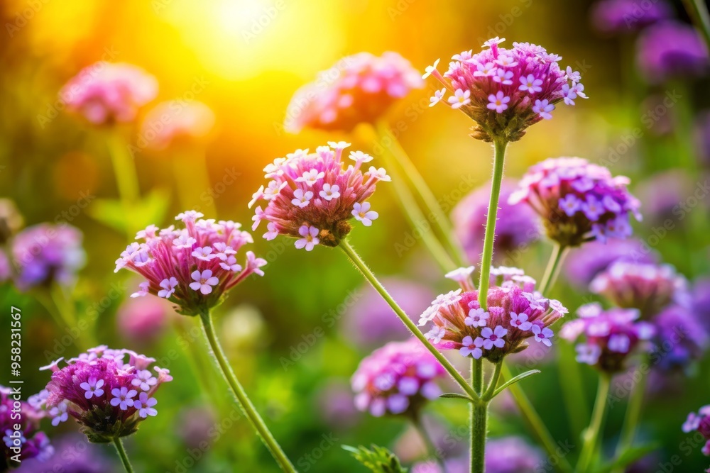 Fototapeta premium a photo image of Verbena hybrida in full bloom, showcasing its clusters of small, fragrant flowers and delicate green foliage against a warm sunny backdrop