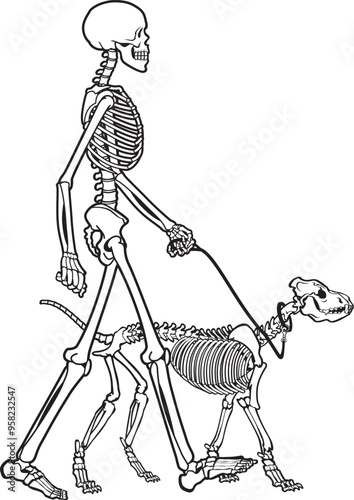 vector illustration of a human skeleton walking a skeleton dog
