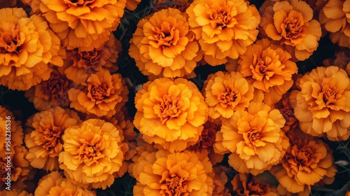 A close-up of orange marigolds, symbolizing creativity and passion, ideal for cultural and festive marketing