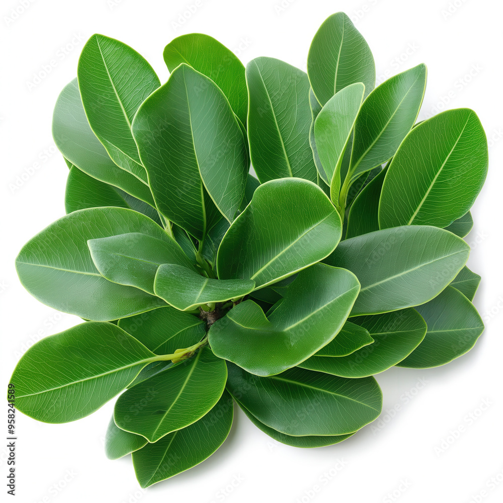 Mangrove Leaf Isolated