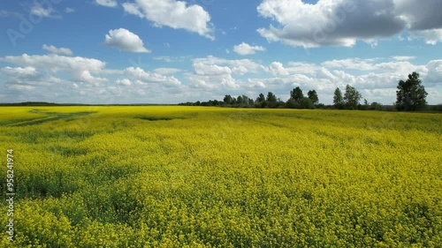 Bright yellow canola field and blue sky on a sunny day. Rural scene in springtime. Ecology concept. Agrarian industry. Vibrant photo wallpaper. Agricultural area. Beauty of earth. 