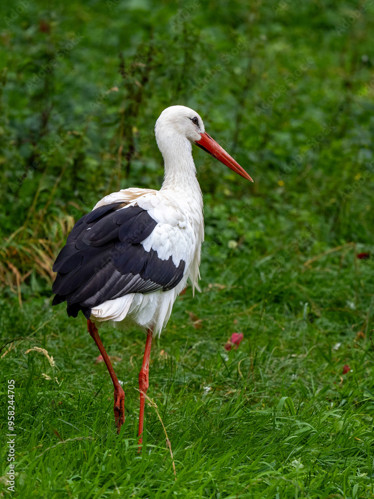 Storch Storch