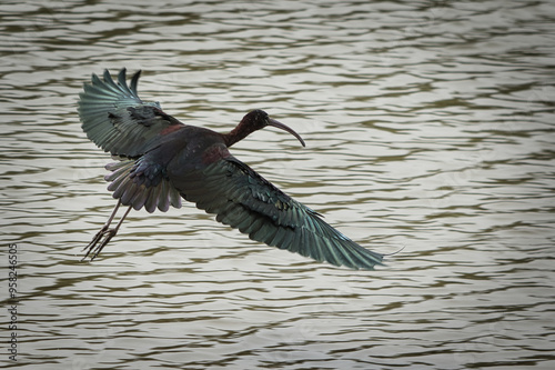 morito comun volando sobre las aguas del rio Ebro
