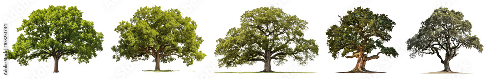 Oak tree png cut out element set Oak tree png cut out element set