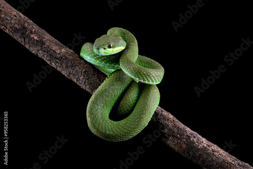 Baby green viper snake, White-lipped tree viper Trimeresurus albolabris photo