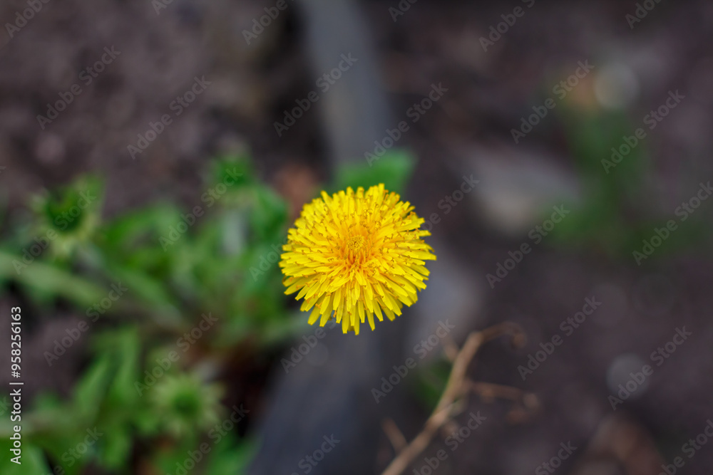 Yellow dandelion grew in the yard. Maro photo of yellow dandelion Yellow dandelion grew in the yard. Maro photo of yellow dandelion
