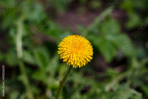 Yellow dandelion grew in the yard. Maro photo of yellow dandelion