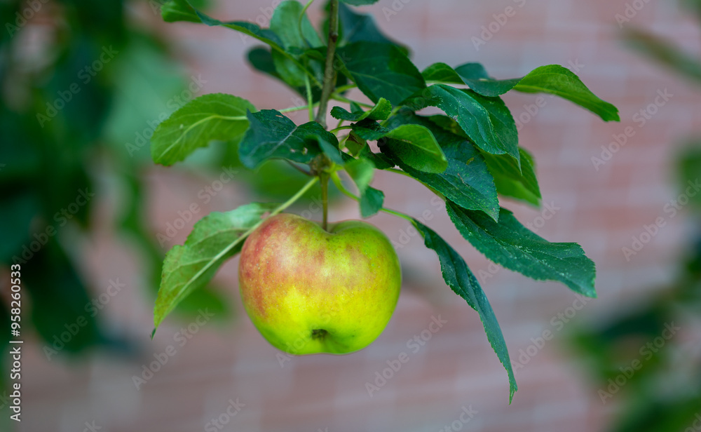 Single red and yellow apple on a apple tree in private garden. Single red and yellow apple on a apple tree in private garden.