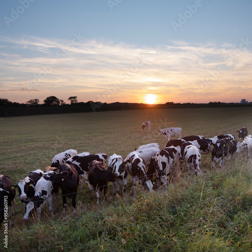 herd of young spotted cows in dutch meadow near river maas in limburg photo