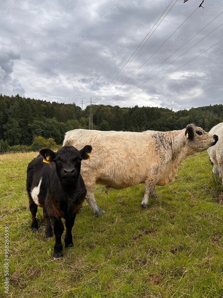 Obraz premium cows on a meadow