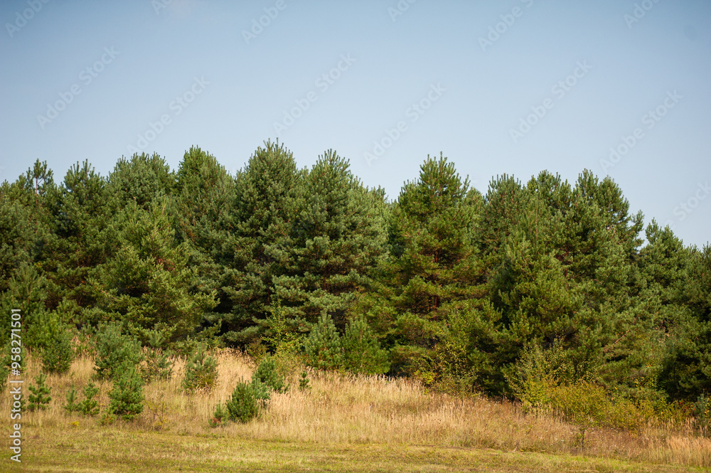 Bushes and trees on sky background Bushes and trees on sky background