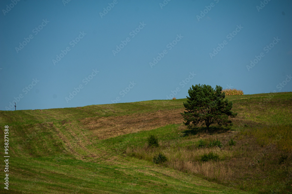 Landscape of green field with trees and blue sky Landscape of green field with trees and blue sky