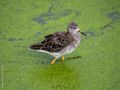 Graubruststrandläufer photo