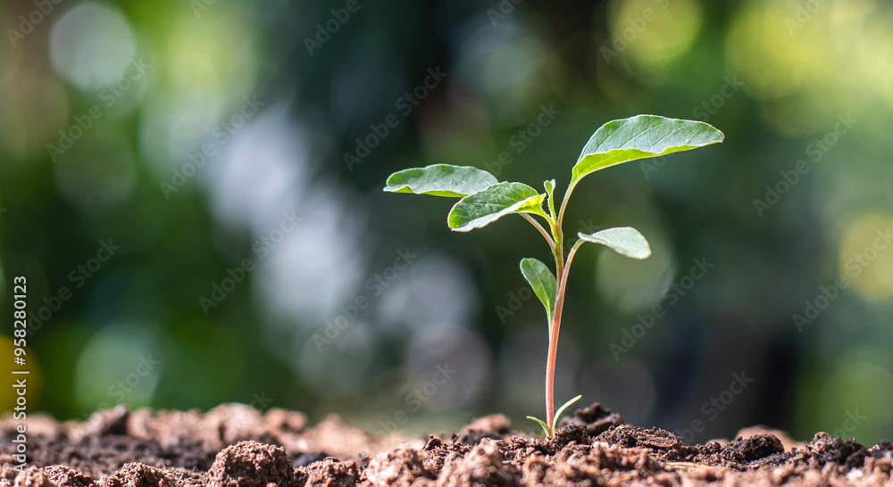 planting small trees, natural growth, sustainable world planting small trees, natural growth, sustainable world