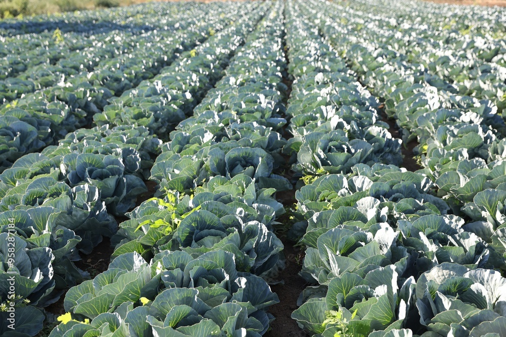Fototapeta premium Green cabbages growing in field on sunny day