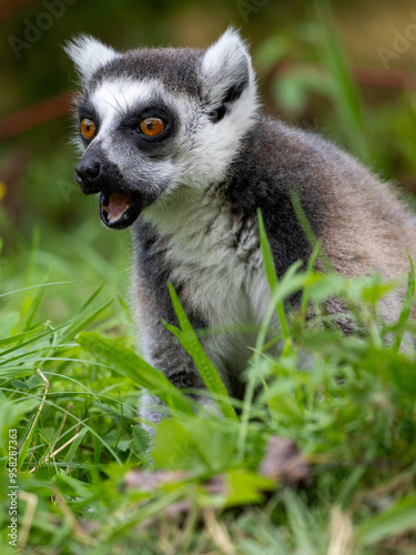 Katta