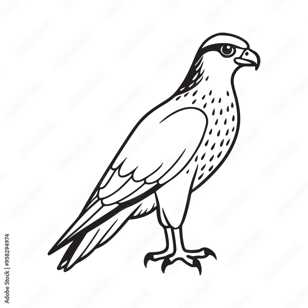 Harrier bird line art vector silhouette with white Background