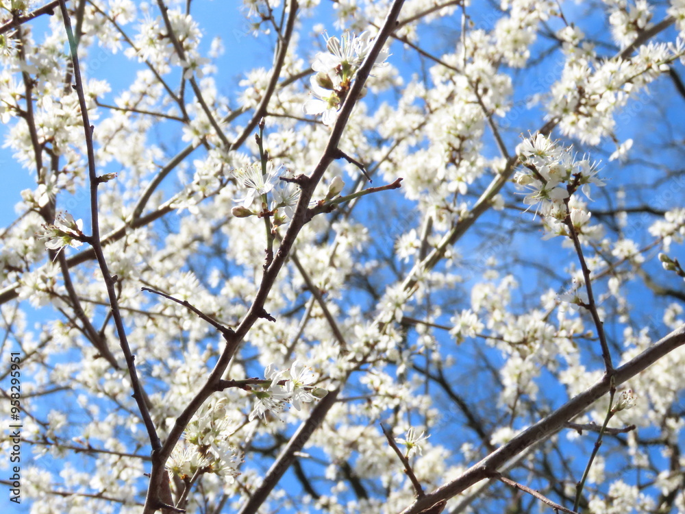 blossom in spring blossom in spring