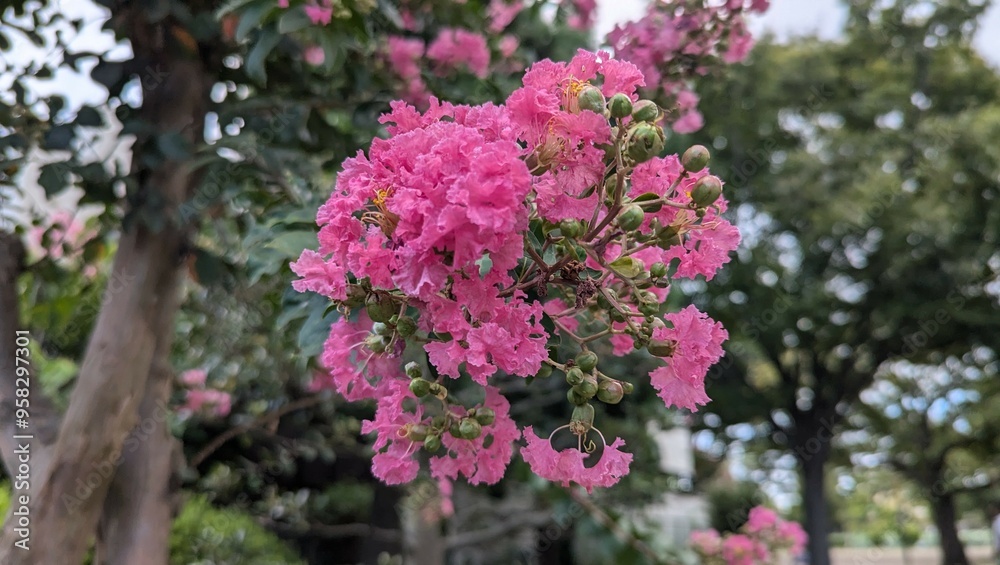 pink crape myrtle flowers in the park pink crape myrtle flowers in the park
