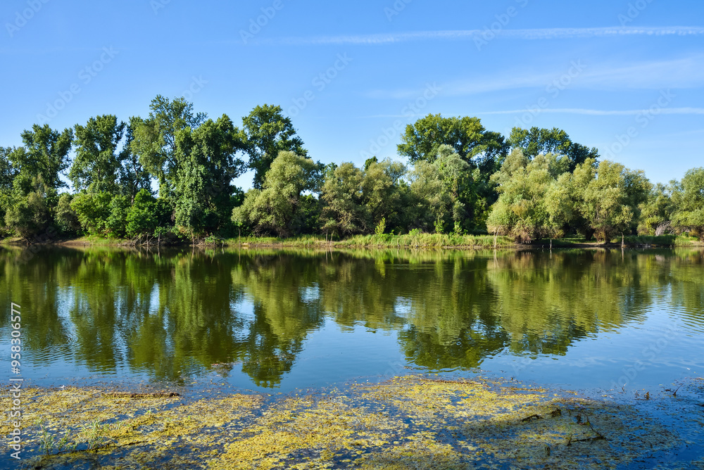 Fototapeta premium Beautiful river backwater, known as Sodros in Novi Sad, Serbia, in the summer. Green and lush vegetation with reflection on the water surface. Scene of unspoiled nature.