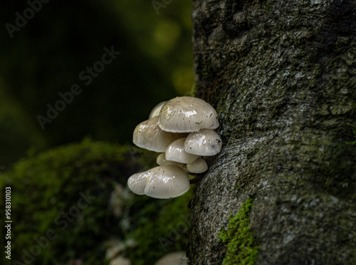 Fungi found in British woodland photo