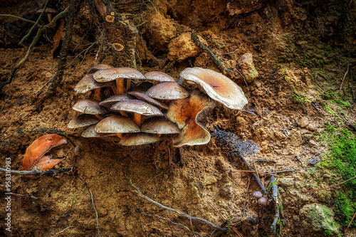 Fungi found in British woodland photo