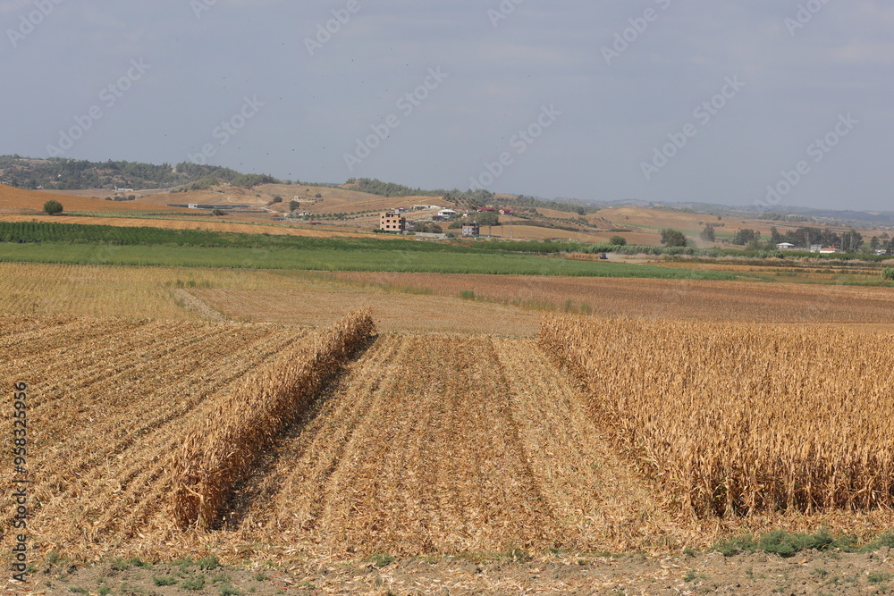 landscape with a field. Corn harvest. 