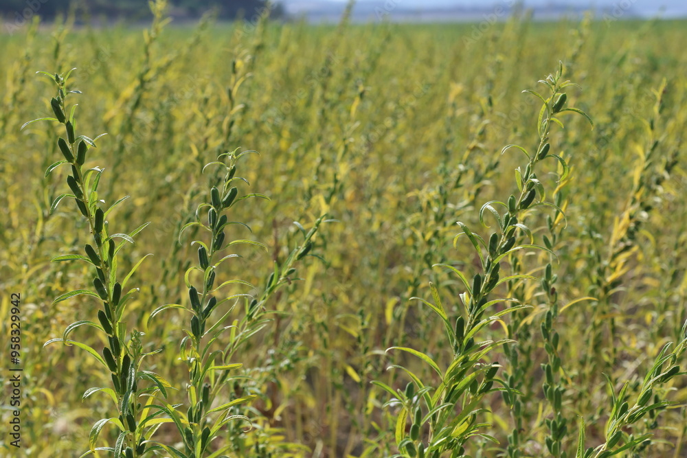 seed pods of sesame plants in the field seed pods of sesame plants in the field