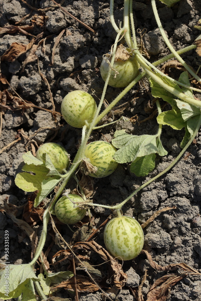 cucumis melo plant in the field cucumis melo plant in the field