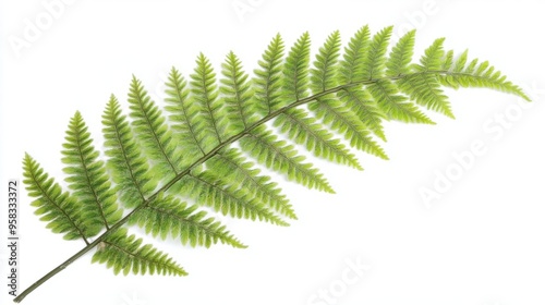 A fern frond with delicate, feather-like leaflets unfurled against a white background