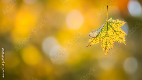 A silver maple leaf, deeply lobed and turning from green to a bright yellow photo