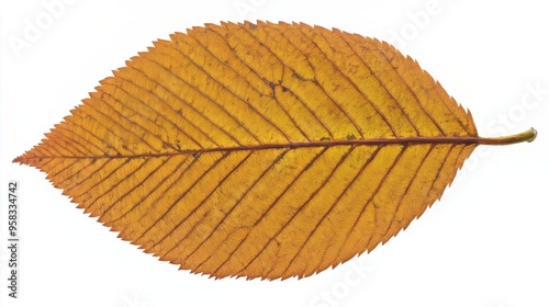 A beech leaf with its oval shape and distinctive wavy edges, in a coppery hue
