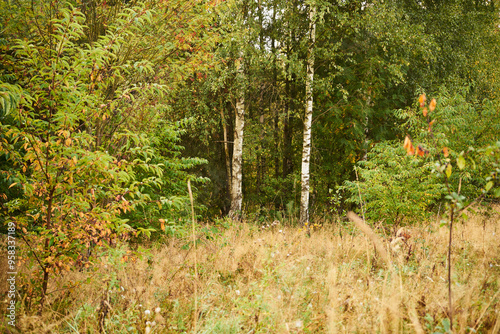 Fototapeta Naklejka Na Ścianę i Meble -  brzozy,łąka 