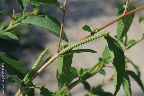 leaves and blooms of Corchorus olitorius photo