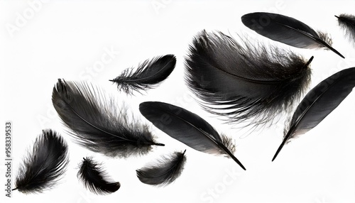 Crow feathers falling in air, isolated on transparent 