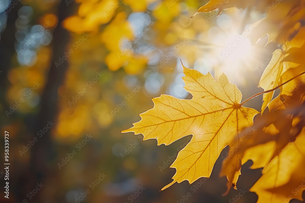 Fototapeta premium Foliage in the park. Autumn fall leaves of maple trees. Autumn fall leaves in sunlight.